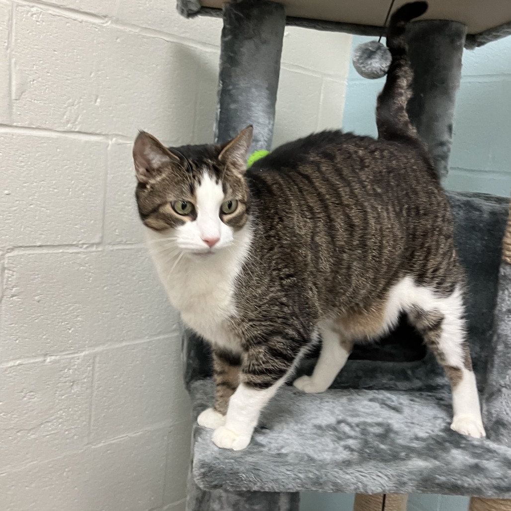 Aramis — thumbnail 2