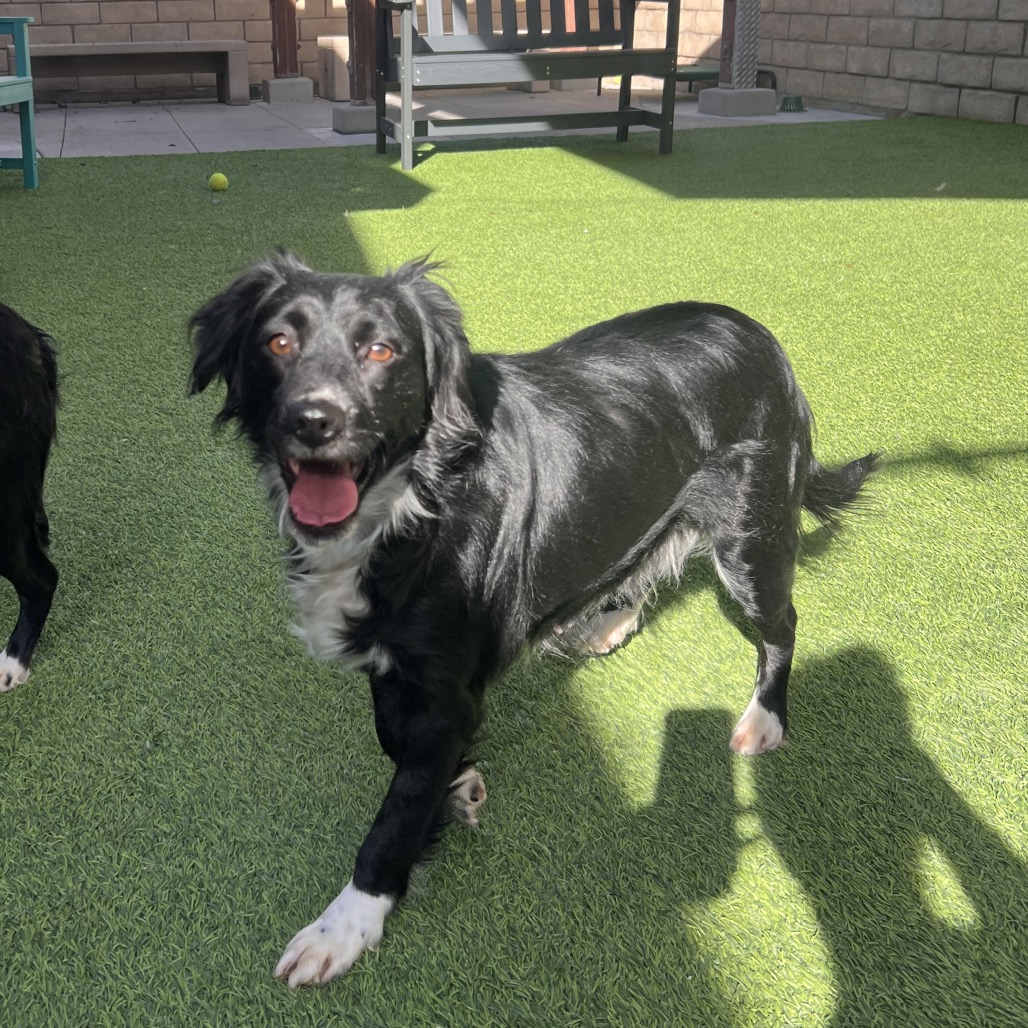 VAL - Mixed Breed (Medium) available for adoption