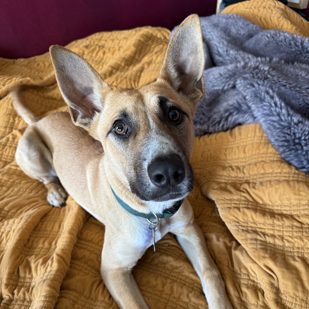 Maya — thumbnail 3