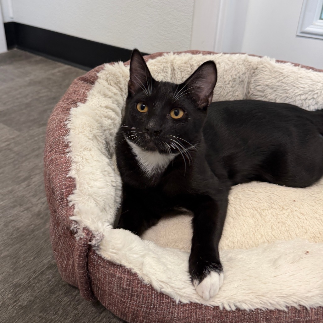 JOHNIE - Domestic Shorthair available for adoption