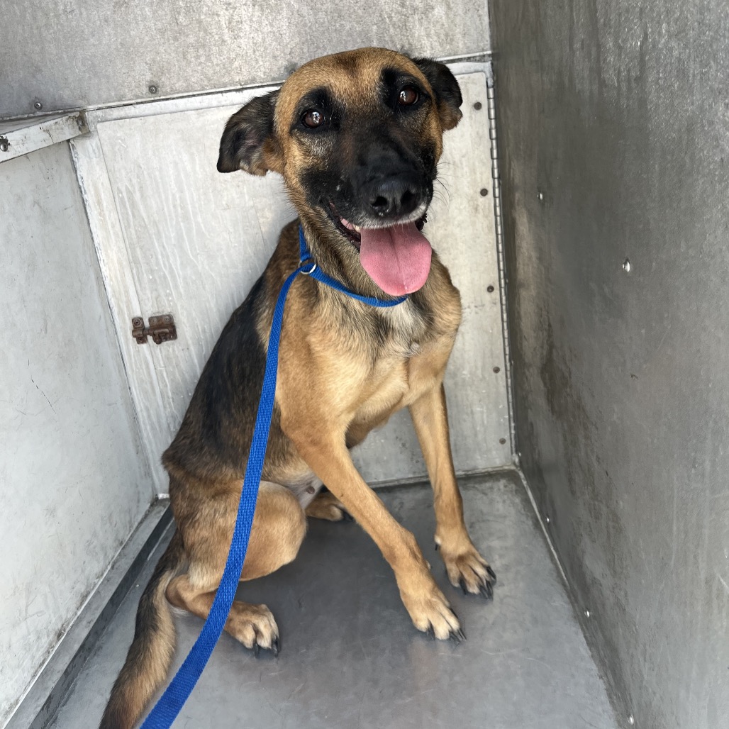 SHAI - Malinois / Belgian available for adoption