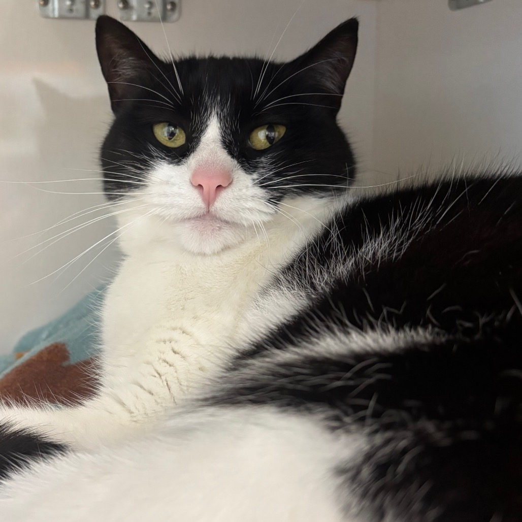 Meowth - Domestic Shorthair