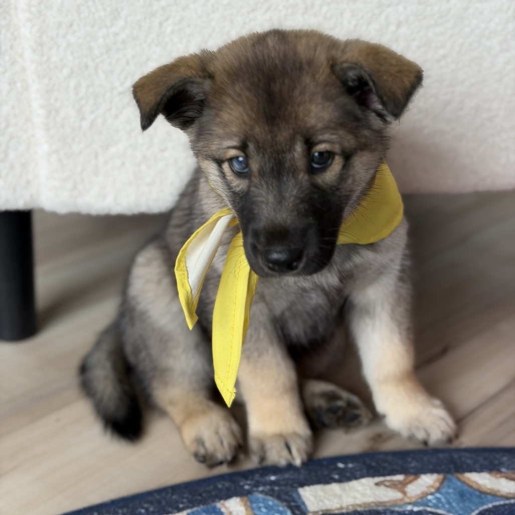 NORA - Husky / Mixed Breed (Medium) available for adoption