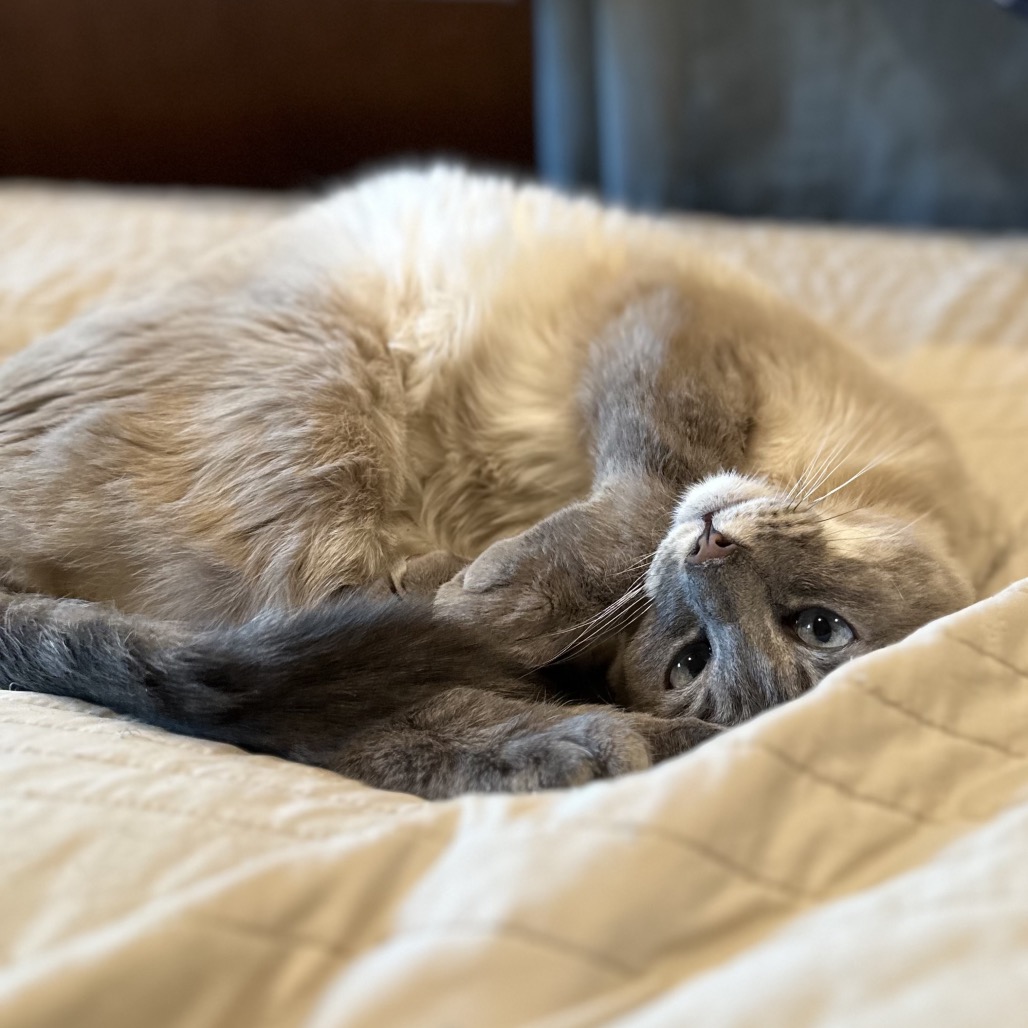 BROOKLYN - Domestic Shorthair / Siamese available for adoption