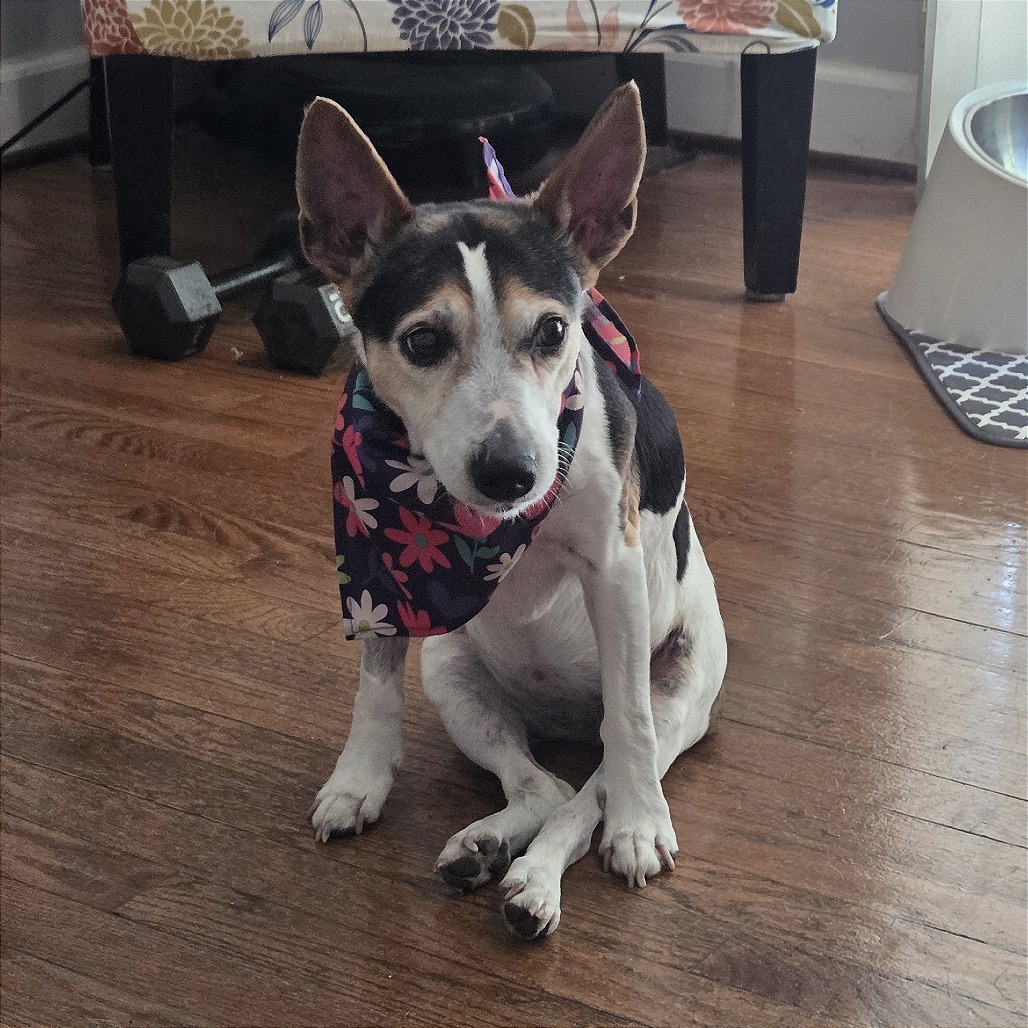 Hedy (Peanut), photo 8