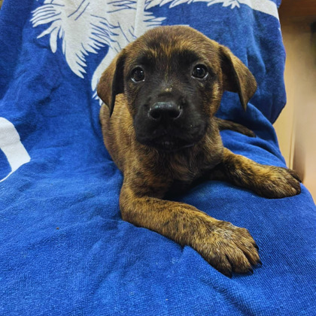 NY Summit Avail Jun 13 (Choice Pet Carmel)