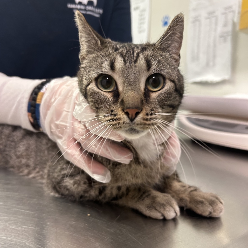 Origami Swan — thumbnail 3