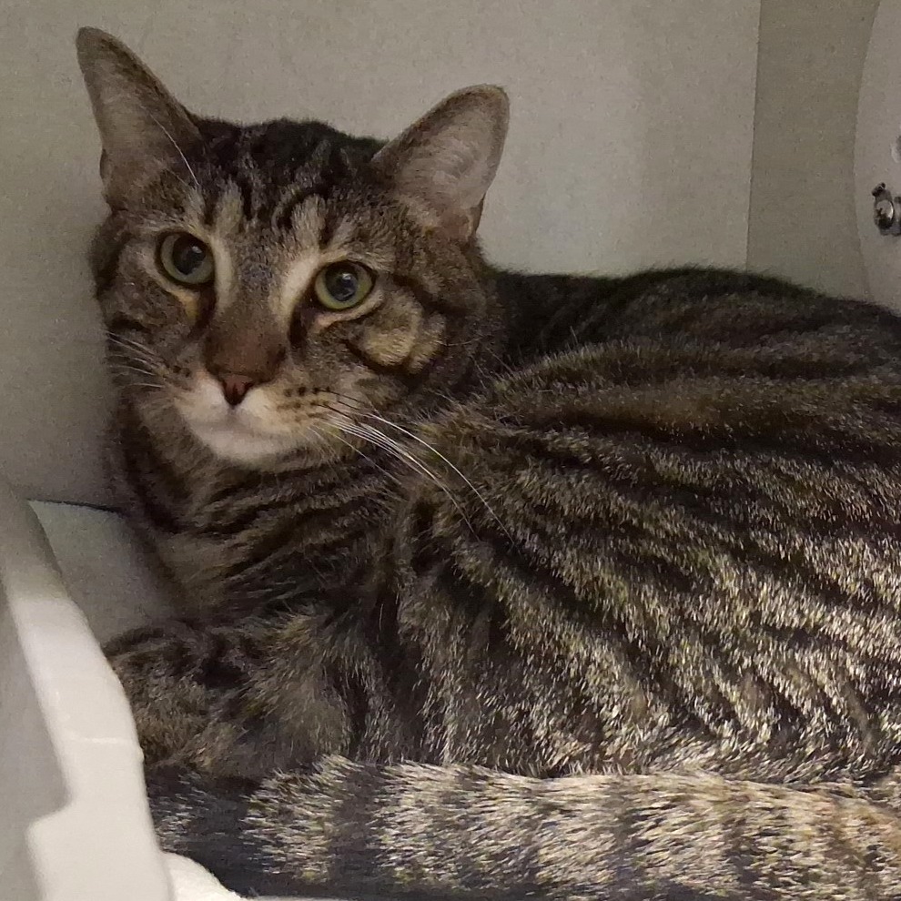 TUBA - Domestic Shorthair available for adoption