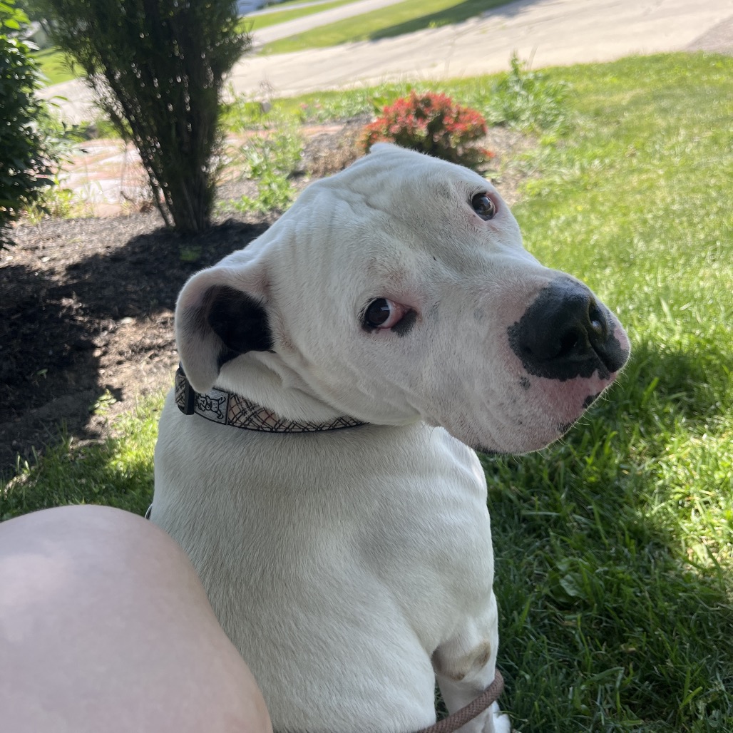 Hank