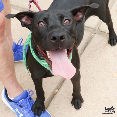 HOCUS - Retriever, Labrador / Terrier available for adoption