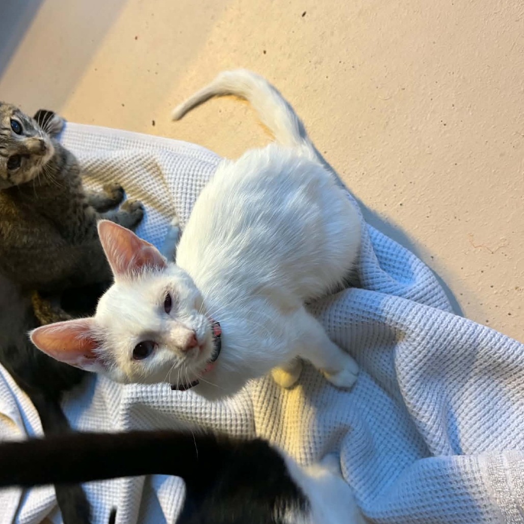 JOELLA - Domestic Shorthair available for adoption