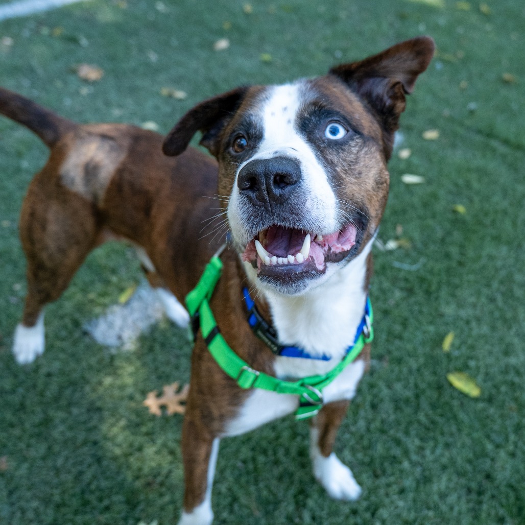 JASON JELLY - Boxer / Husky, Siberian available for adoption