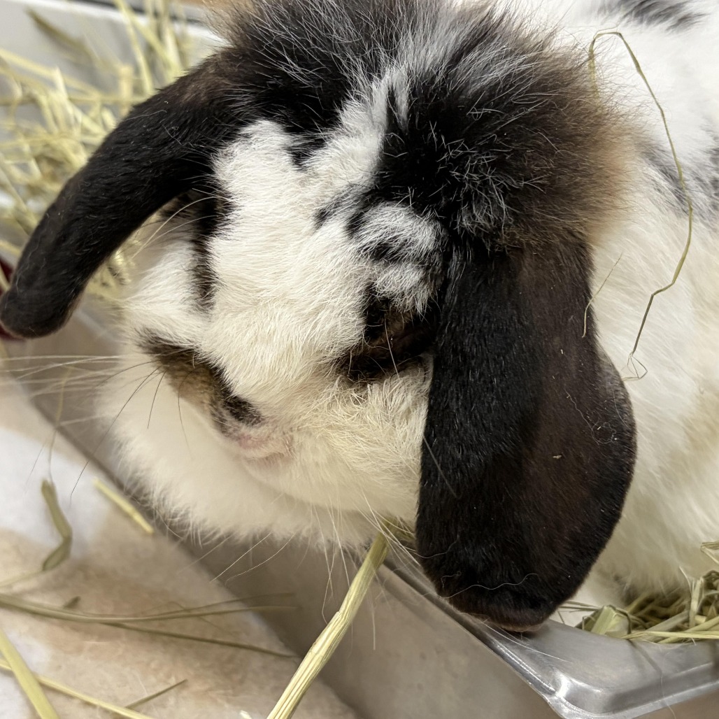 MISS MUFFET (LOLA) - Lop, Holland / Lionhead available for adoption