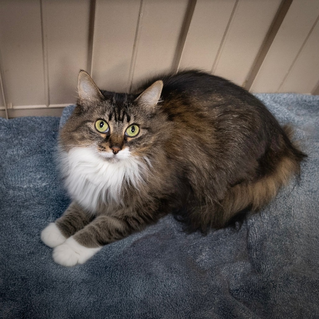 LITTLE KITTY - Domestic Longhair available for adoption