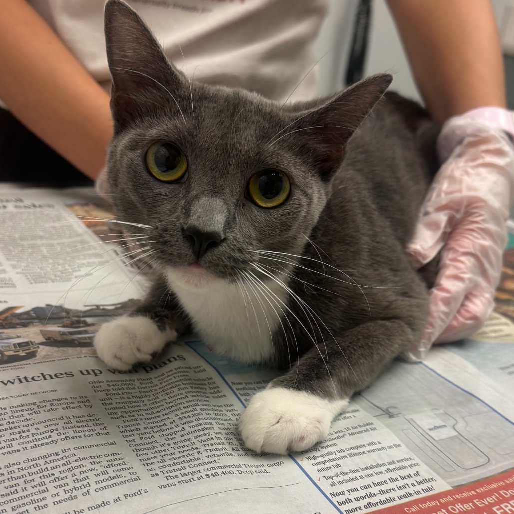 SQUEEGEE - Domestic Shorthair for adoption in Jacksonville