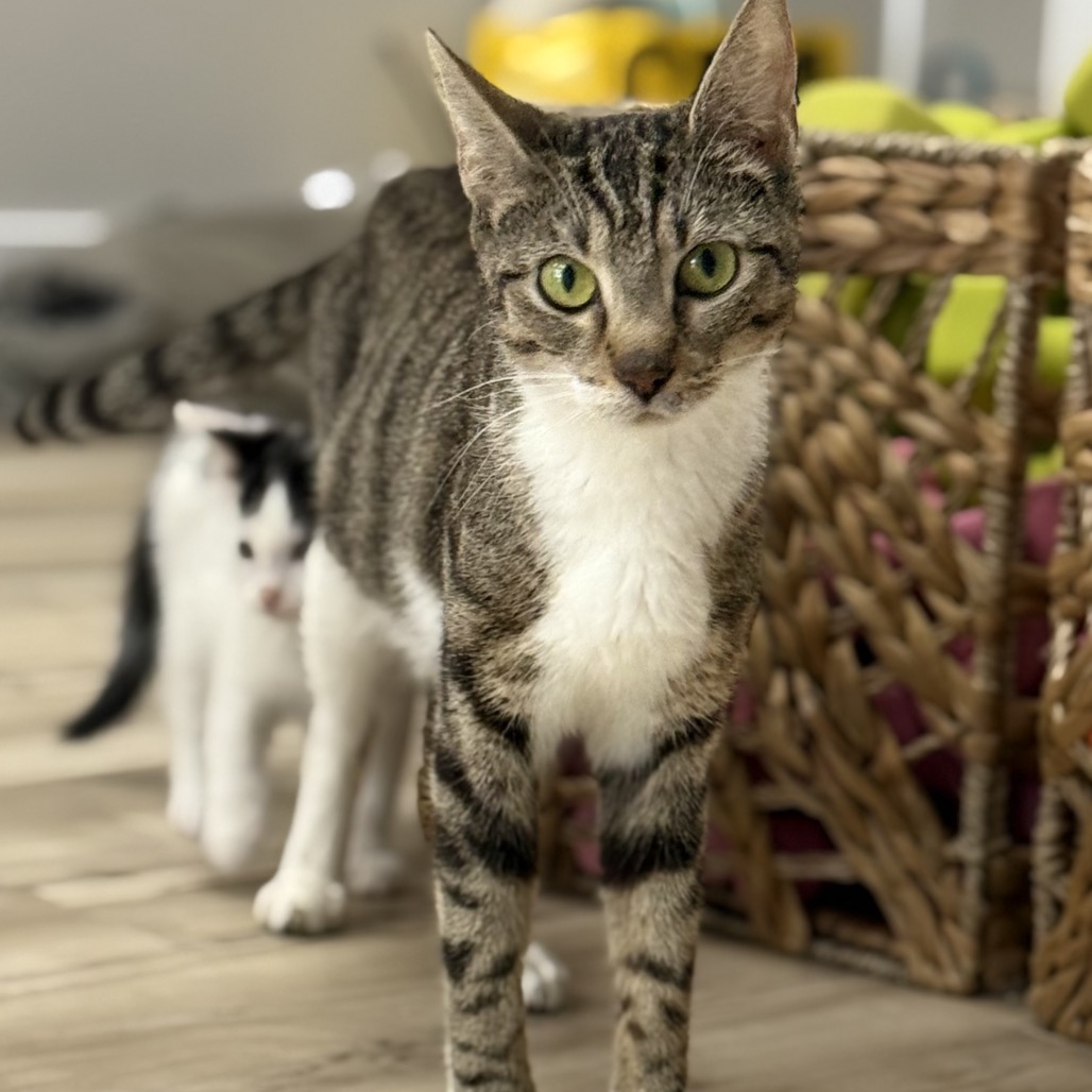 MAE - Domestic Shorthair for adoption in Silver Spring
