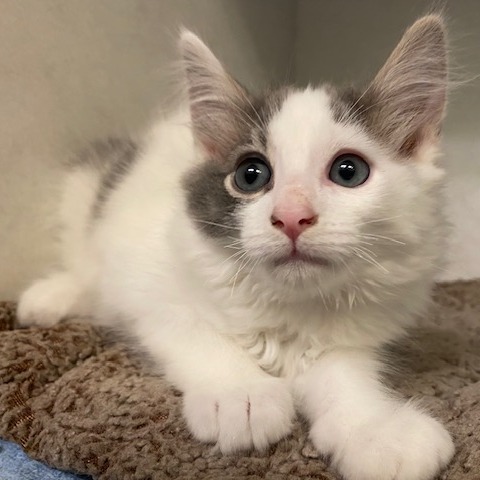 FUGGLES - Domestic Longhair available for adoption