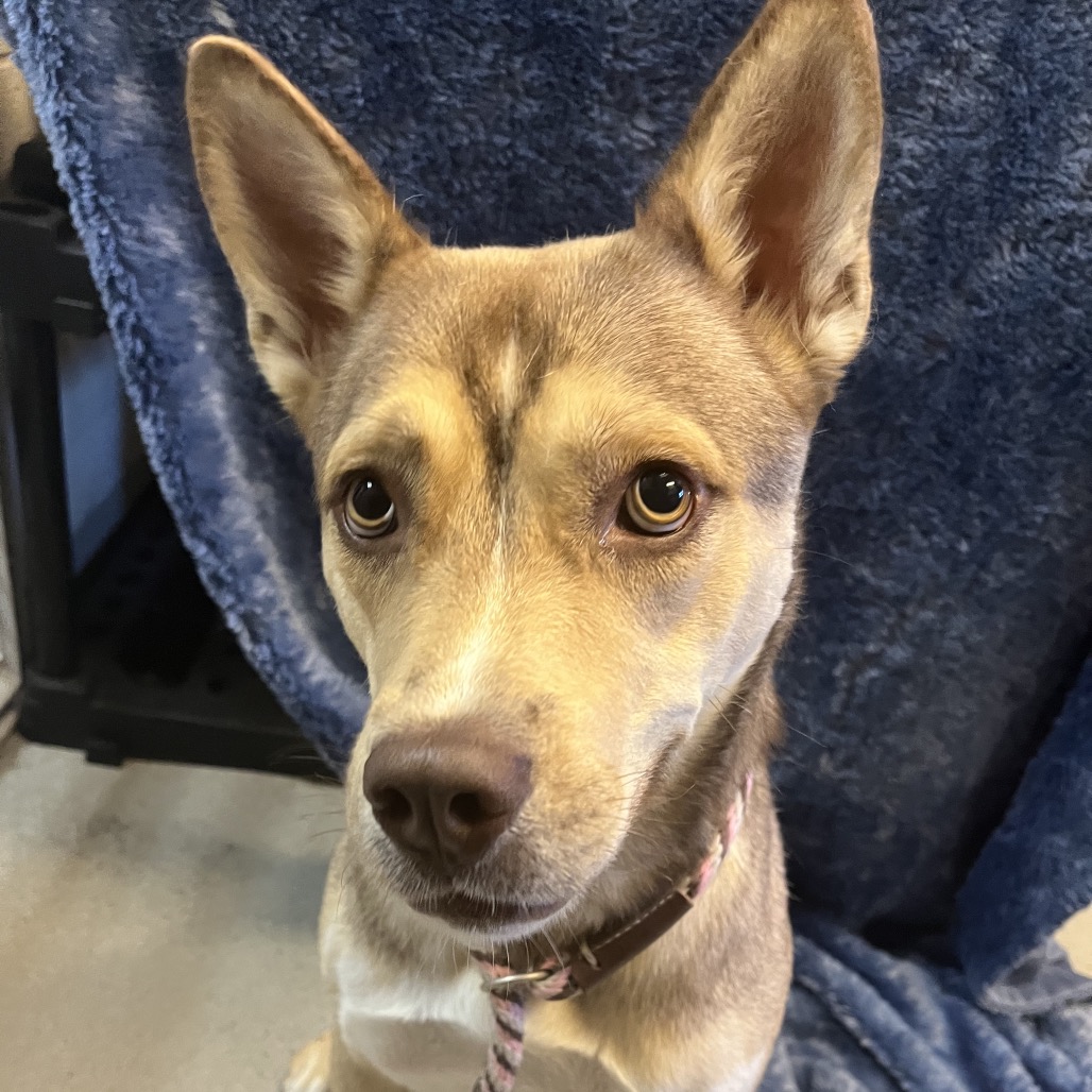 Willow the Dog
