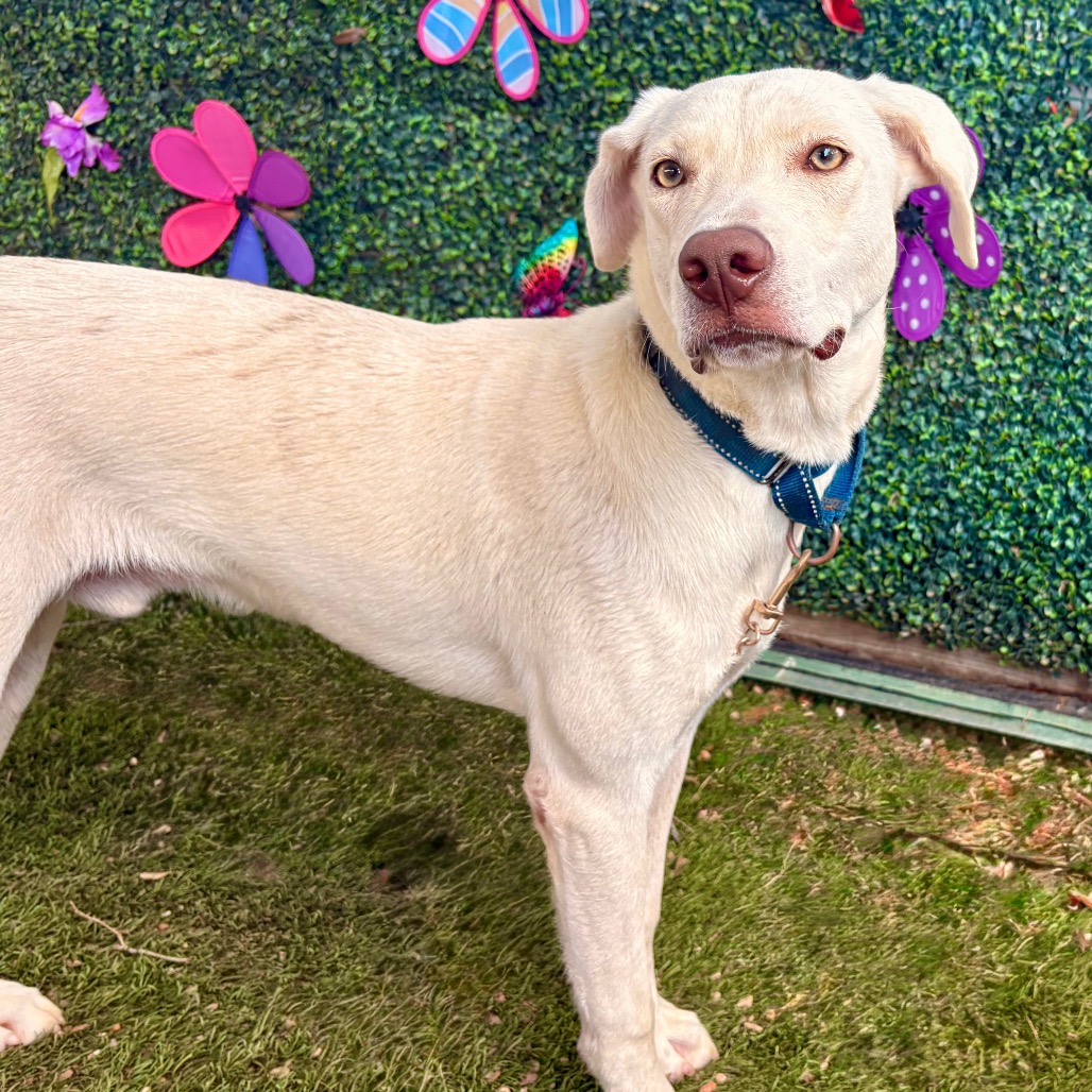 Olaf — thumbnail 11