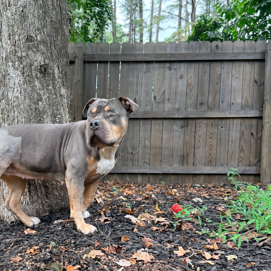 Princess Donut the Queen Anne Chonk, photo 27