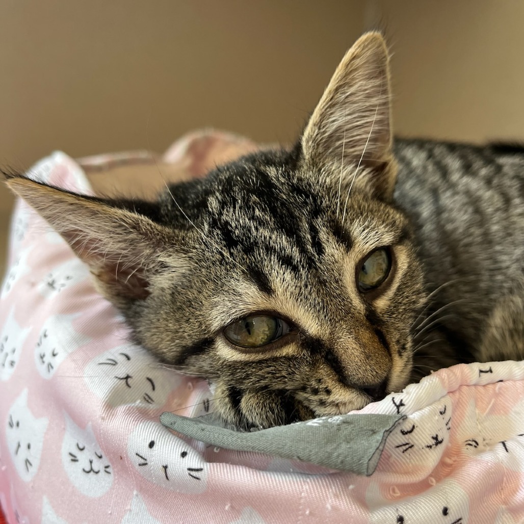Gold - Domestic Shorthair
