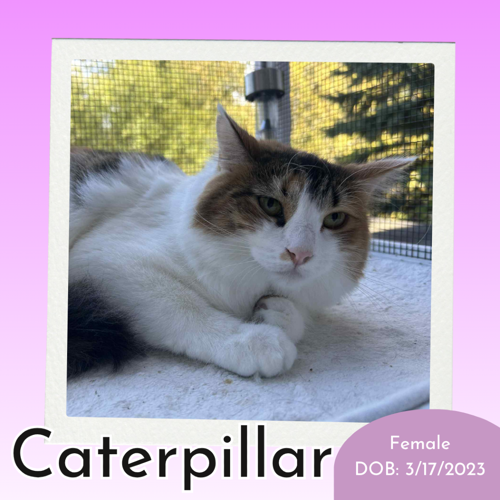 Caterpillar