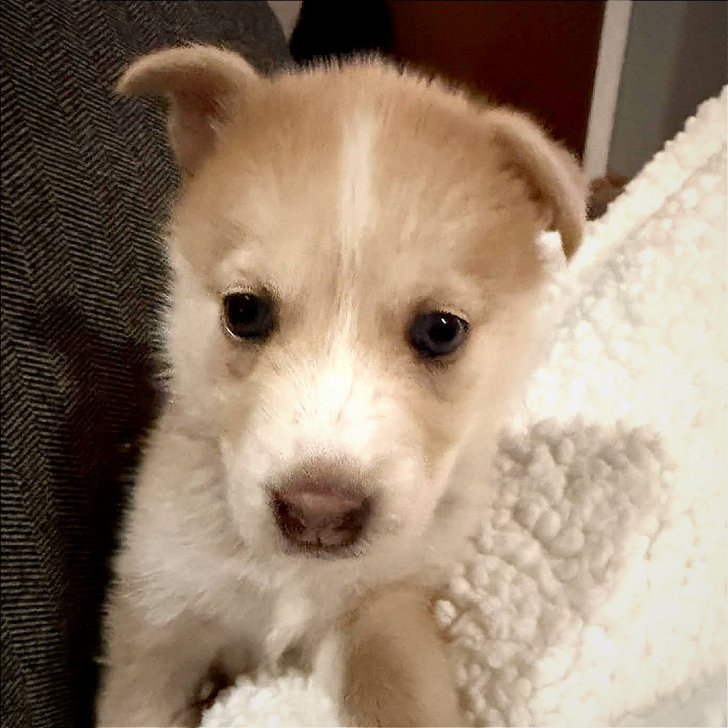 Hawaiian Rolls photo