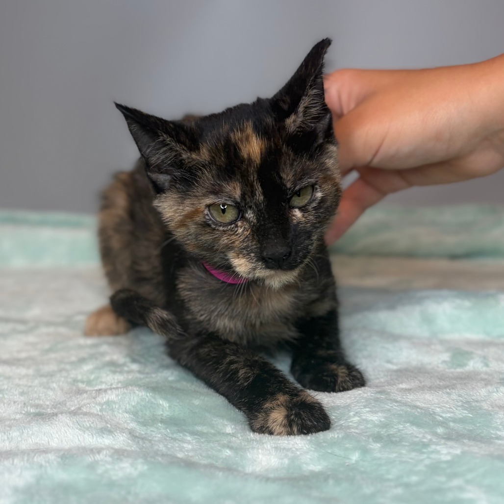 MARLEY - Domestic Shorthair available for adoption