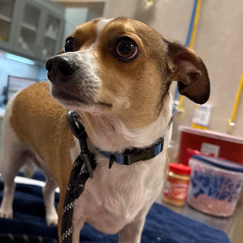 Louie