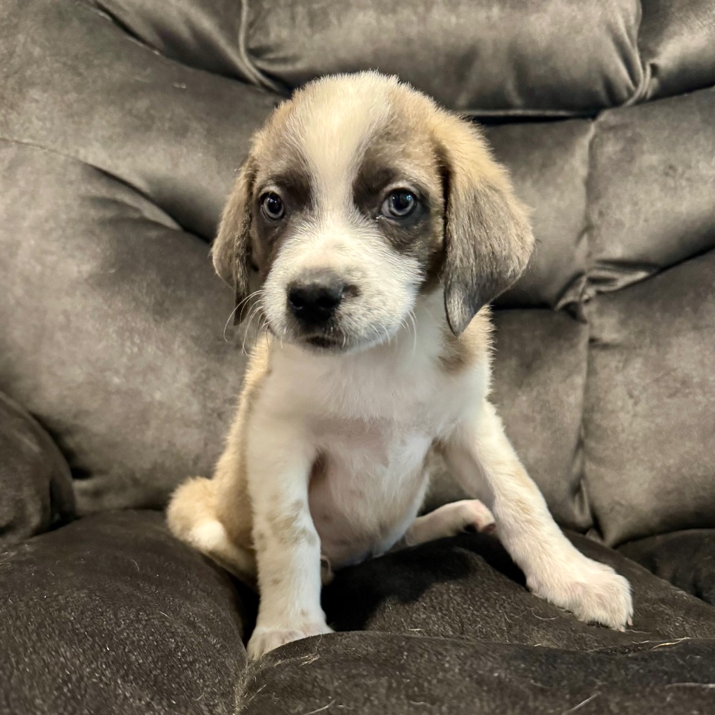Logan, a Cattle Dog, Australian (Blue Heeler) / Collie, Border