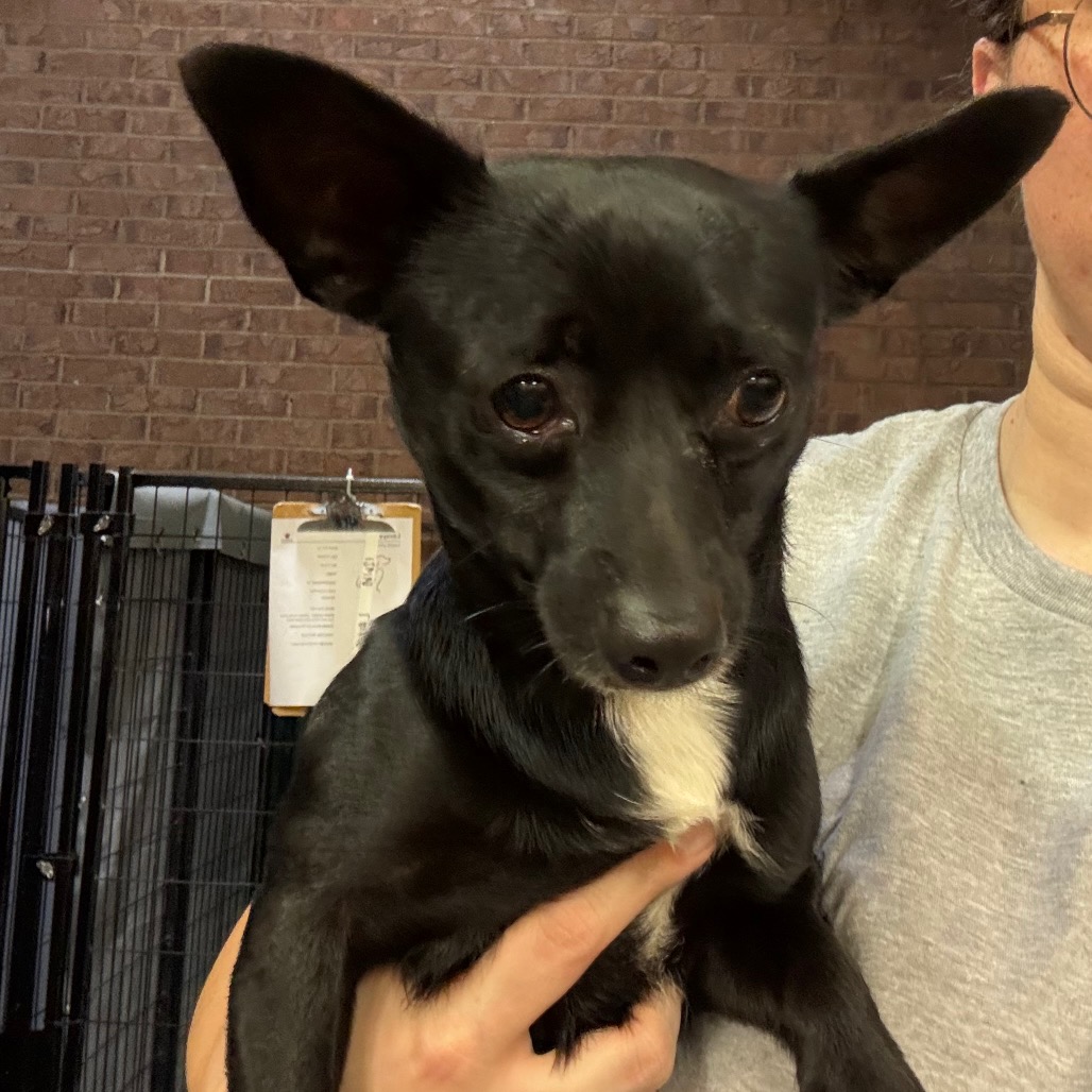 Chihuahua