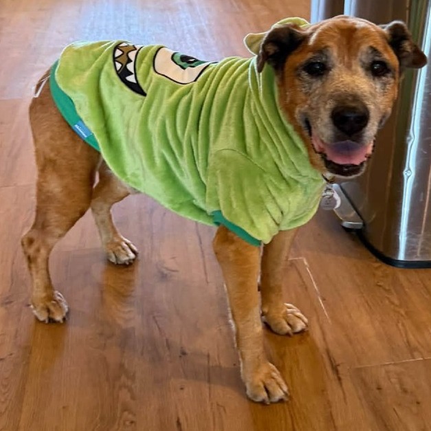 Jake, photo 16