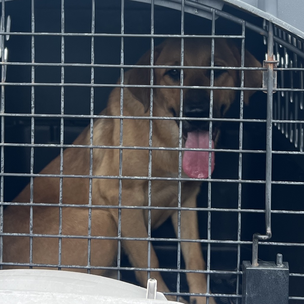 Baxter, an adoptable dog at SPCA-BC