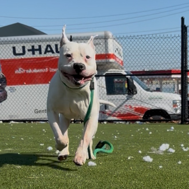 Chance — thumbnail 3