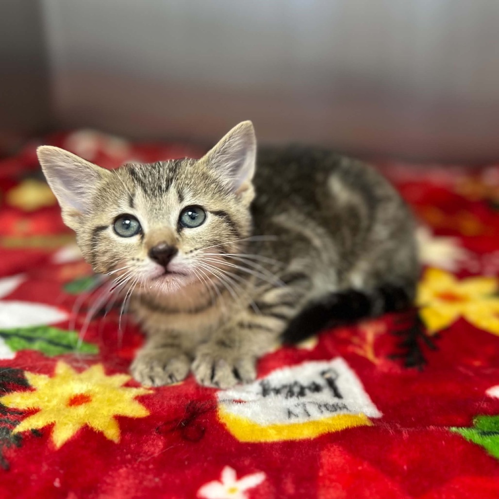 CLARABELLE - Domestic Shorthair available for adoption