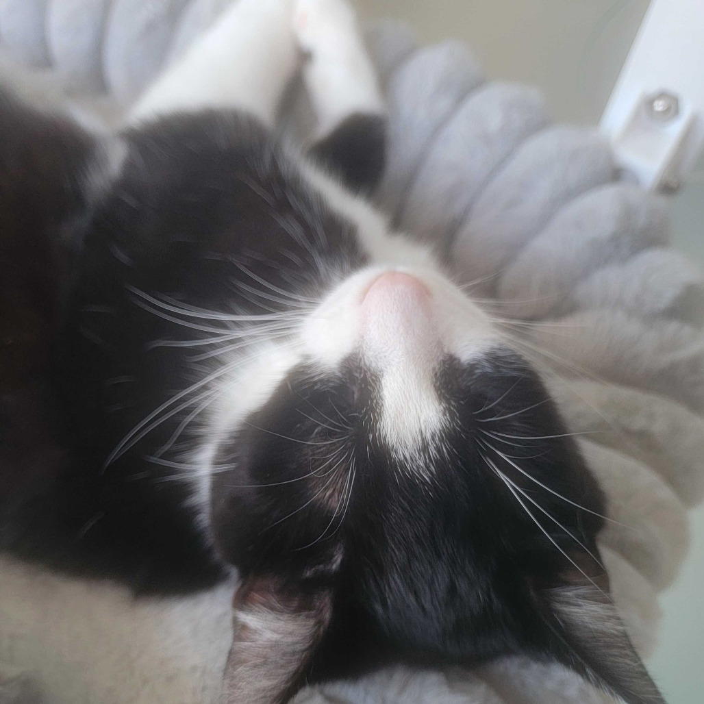 Momo - Domestic Shorthair