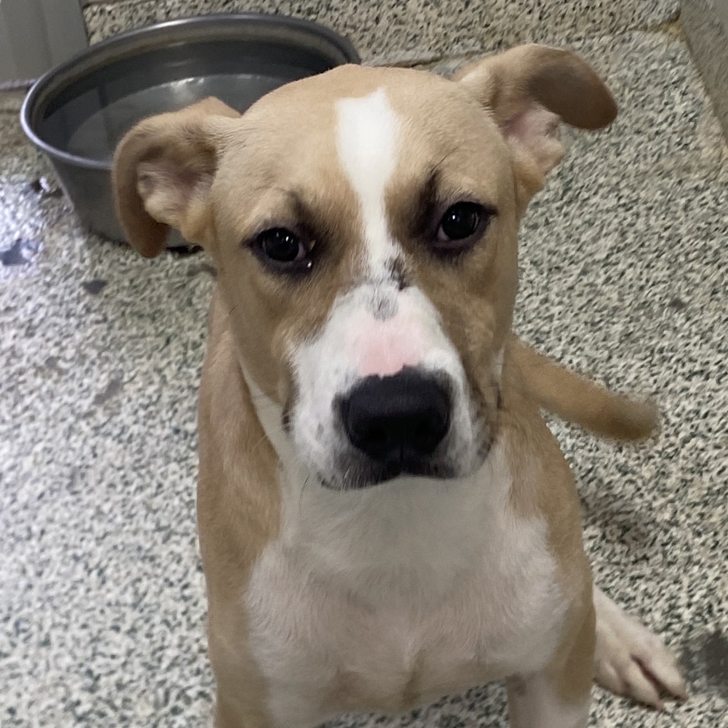 AMARANTH - Mixed Breed (Medium) available for adoption