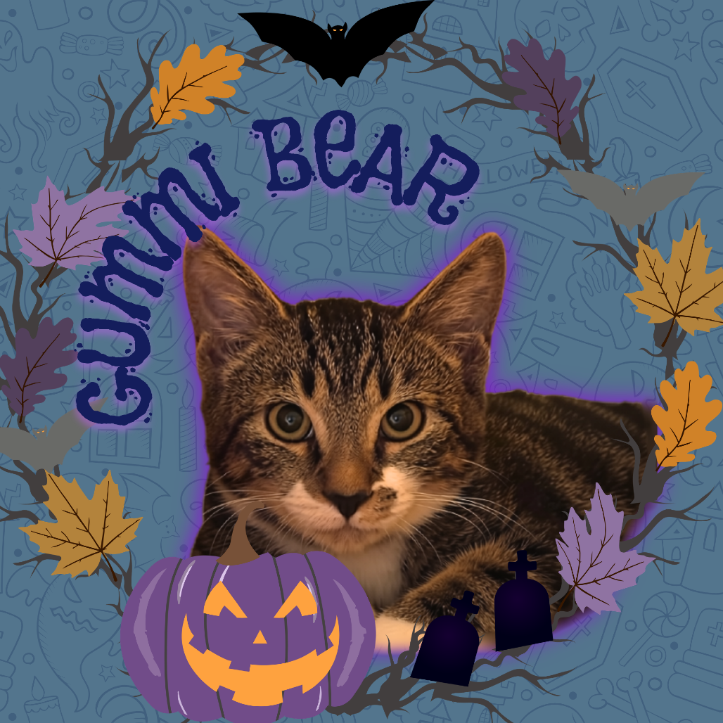 GUMMI BEAR - Domestic Shorthair available for adoption