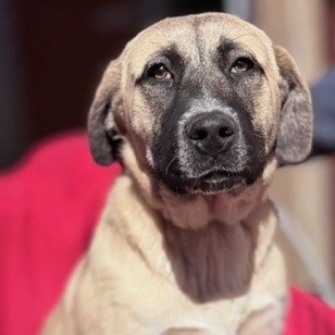 Kennel#28 Mochi's preview photo