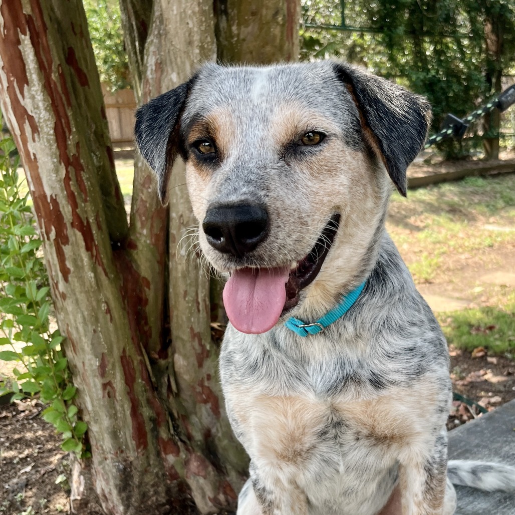 E.L.F. - Cattle Dog / Australian (Blue Heeler) available for adoption