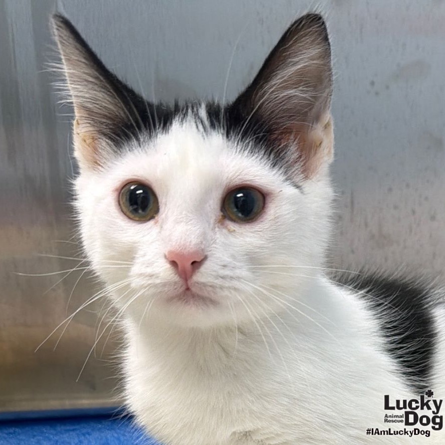 MARVIN - Domestic Shorthair available for adoption