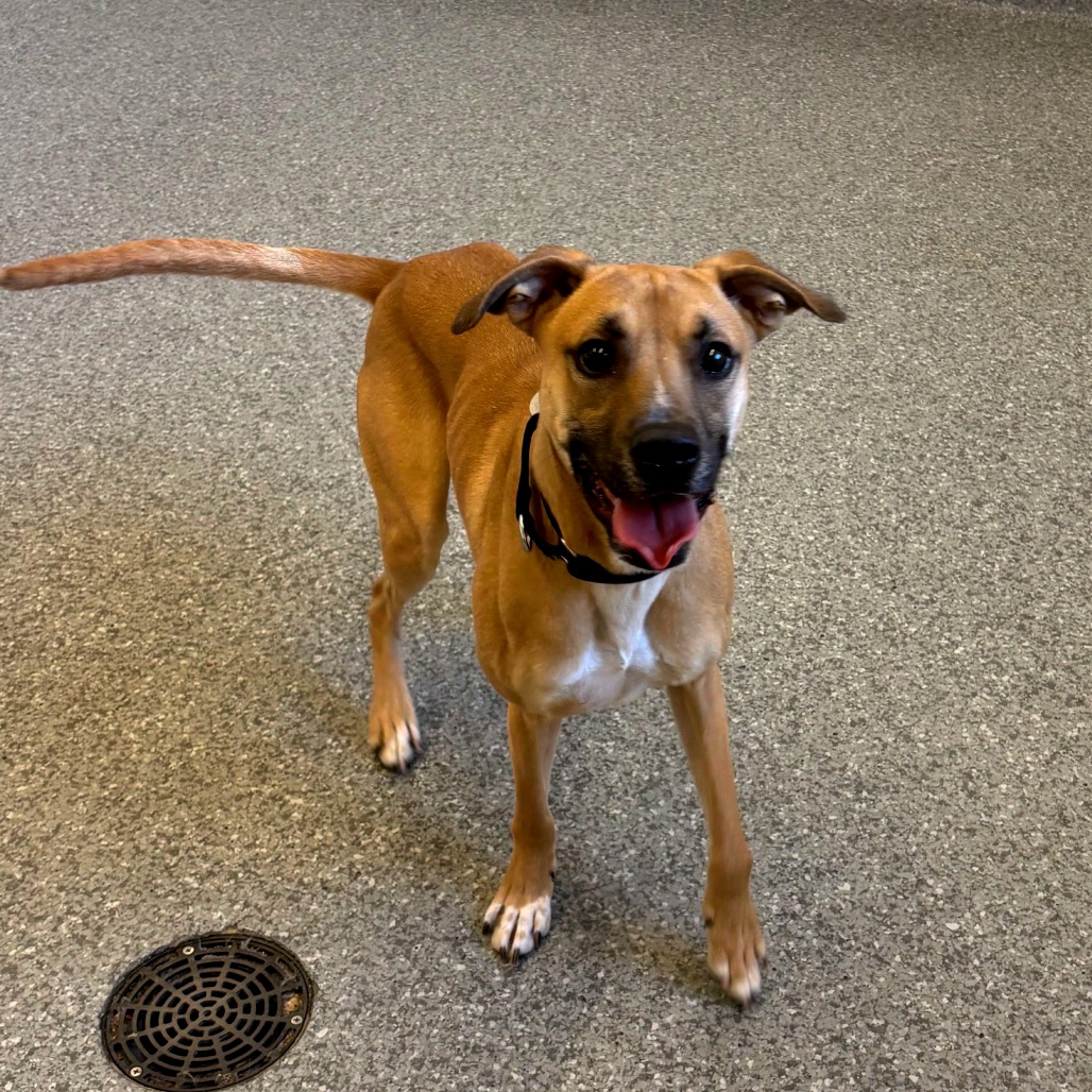 Augie — thumbnail 3