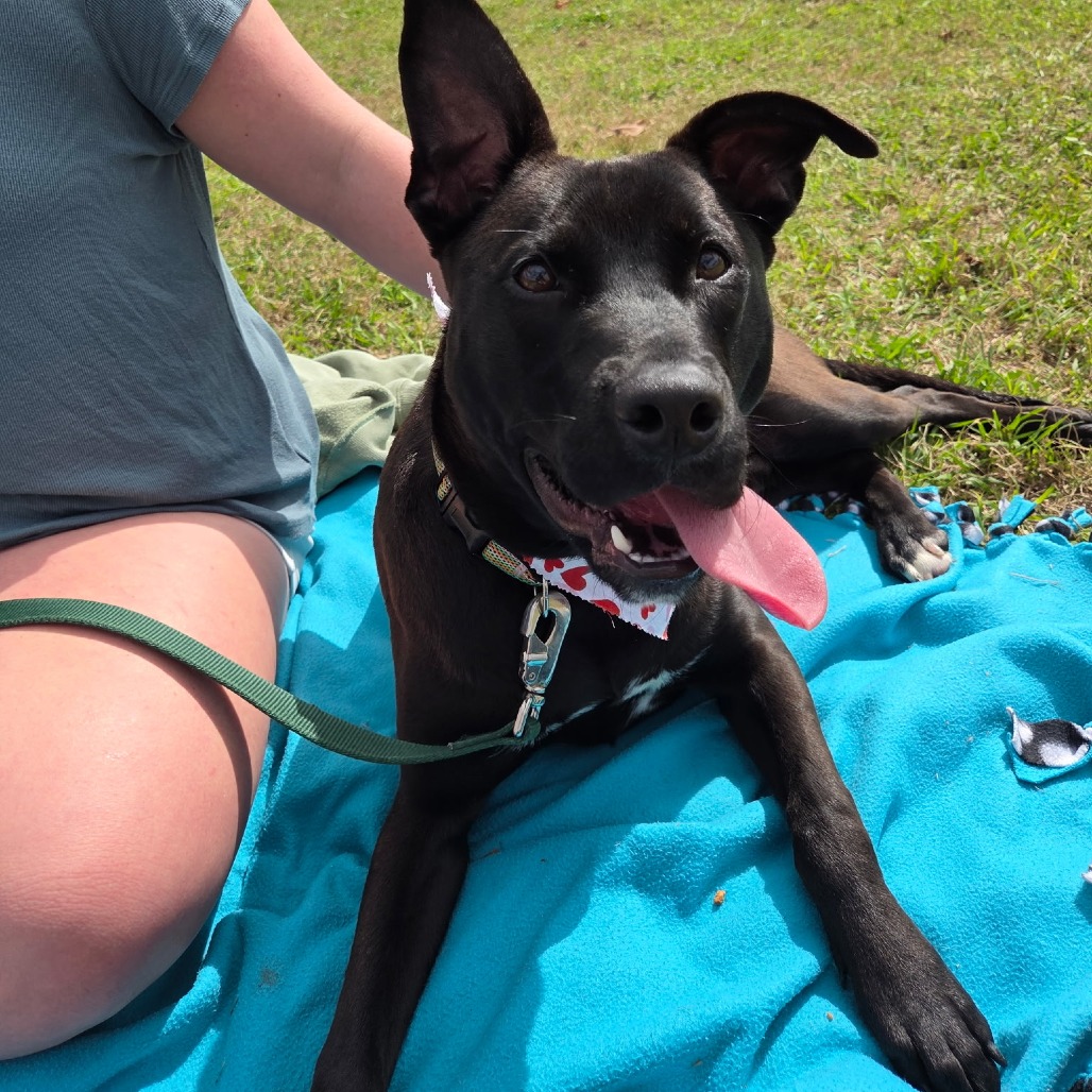 FRENKIE - Retriever, Labrador / Mix available for adoption