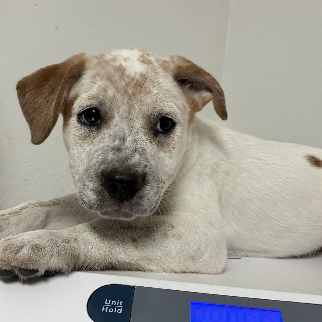WERO - Cattle Dog, Australian (Red Heeler) / Mix available for adoption