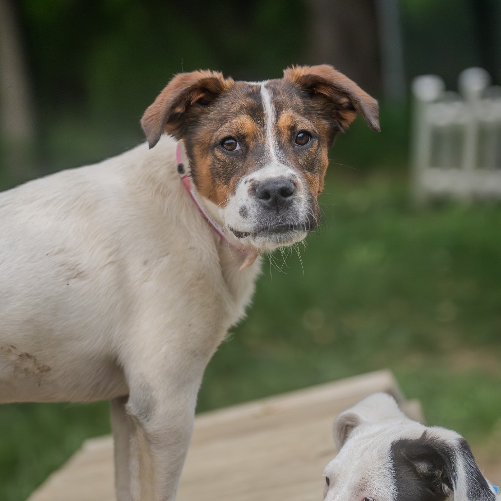 Michelle Williams is available for adoption at Happy Life Animal Rescue