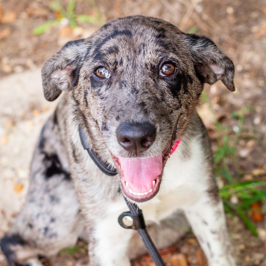 HAVANNAH - Catahoula Leopard Dog / Mix available for adoption