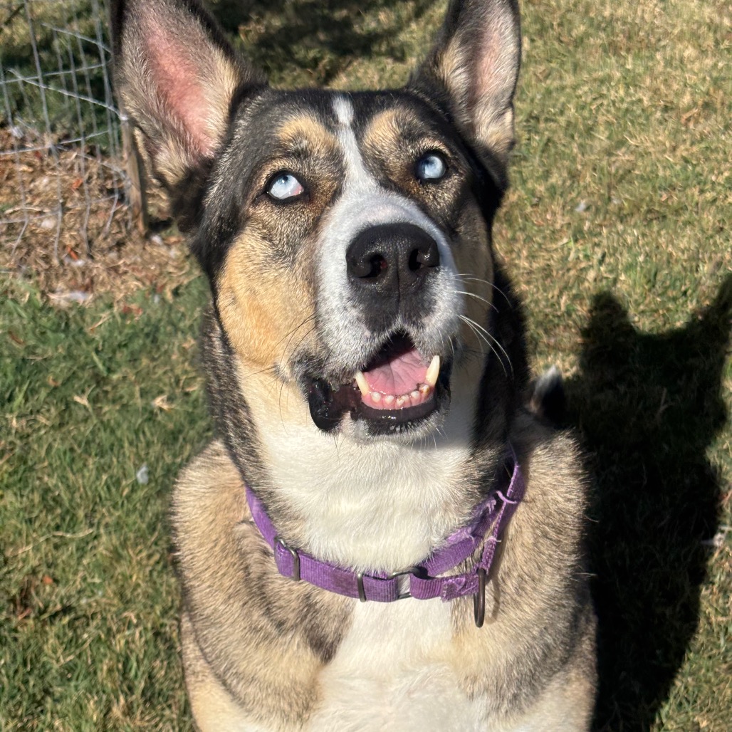 ESKO - Akita / Mixed Breed (Large) for adoption in League City
