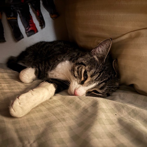 Carl, photo 11