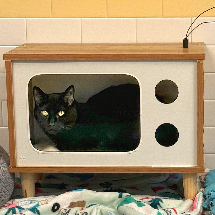 Photo of Sassy 9