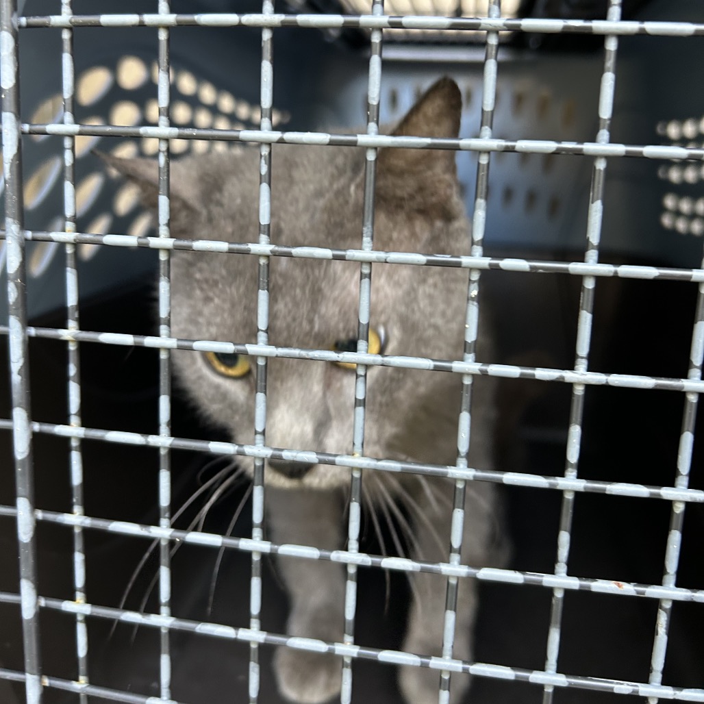 SMOKEY - Domestic Shorthair / Domestic Shorthair available for adoption